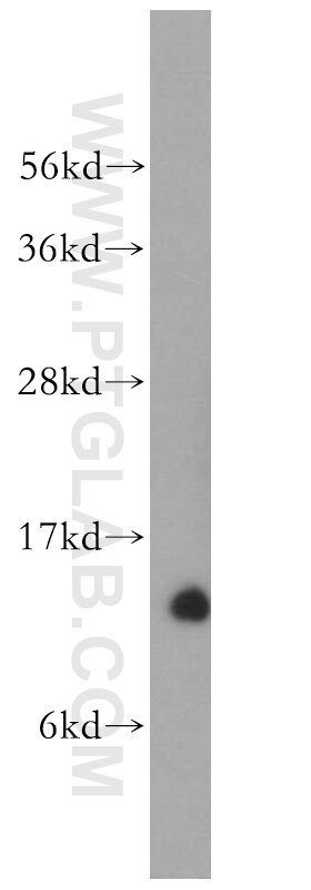 Western Blot (WB) analysis of human liver tissue using NDUFS6 Polyclonal antibody (14417-1-AP)