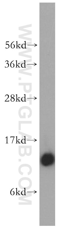 Western Blot (WB) analysis of human heart tissue using NDUFS6 Polyclonal antibody (14417-1-AP)