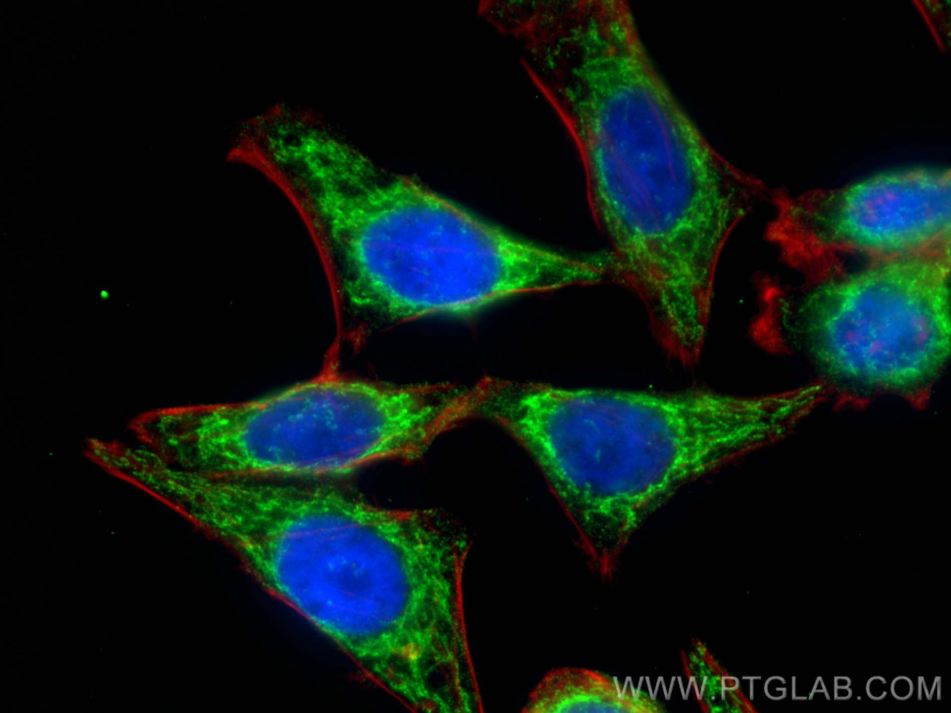 Immunofluorescence (IF) / fluorescent staining of HepG2 cells using NDUFS6 Monoclonal antibody (68329-1-Ig)