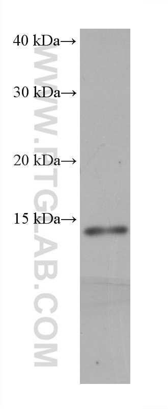 Western Blot (WB) analysis of HepG2 cells using NDUFS6 Monoclonal antibody (68329-1-Ig)