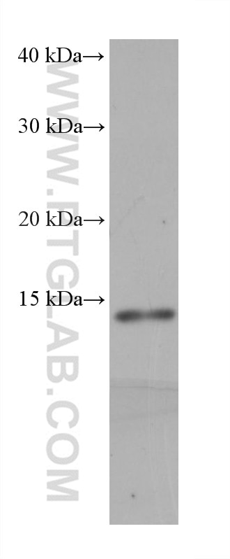 WB analysis of HepG2 using 68329-1-Ig