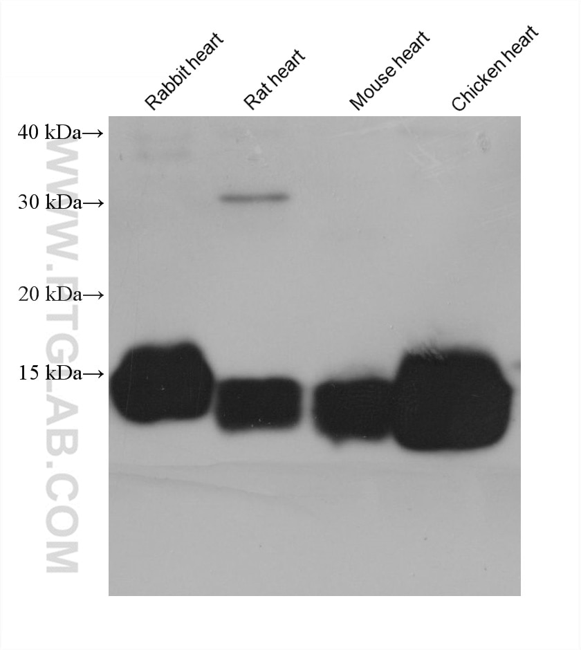 Western Blot (WB) analysis of rabbit heart tissue using NDUFS6 Monoclonal antibody (68329-1-Ig)