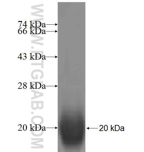 NDUFS6 fusion protein Ag6286 SDS-PAGE