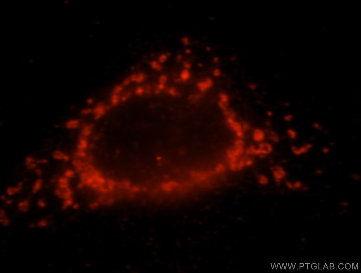 Immunofluorescence (IF) / fluorescent staining of HeLa cells using NDUFS7 Polyclonal antibody (15728-1-AP)