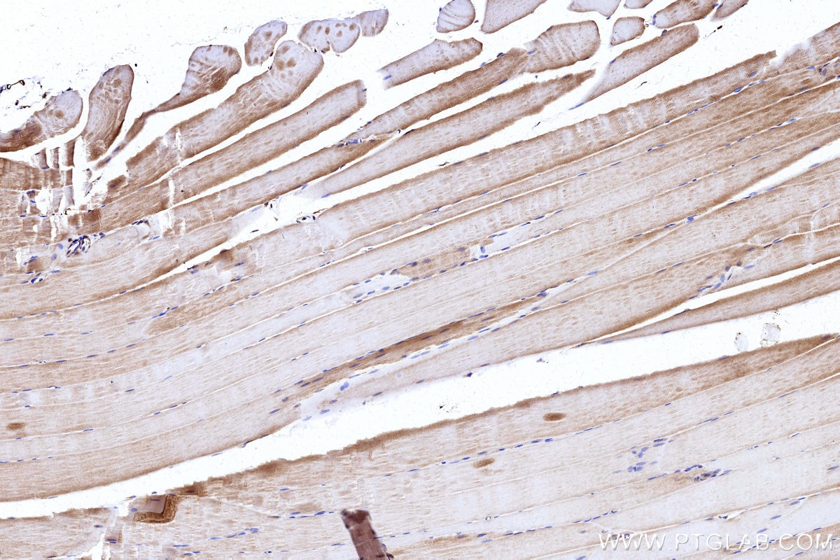 IHC staining of rat skeletal muscle using 15728-1-AP Immunohistochemistry (IHC) staining of rat skeletal muscle tissue using NDUFS7 Polyclonal antibody (15728-1-AP)