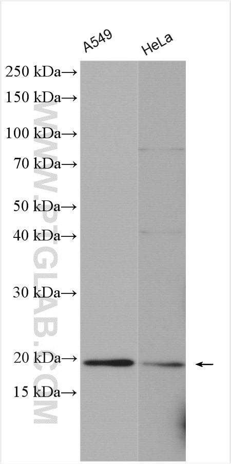 Western Blot (WB) analysis of A549 cells using NDUFS7 Polyclonal antibody (15728-1-AP)