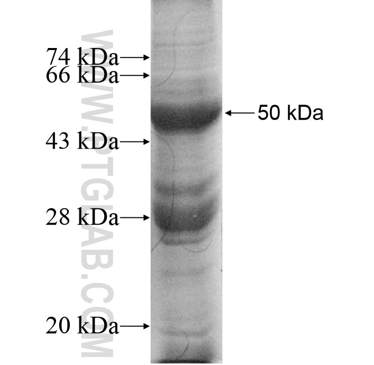 NDUFS7 fusion protein Ag8471 SDS-PAGE