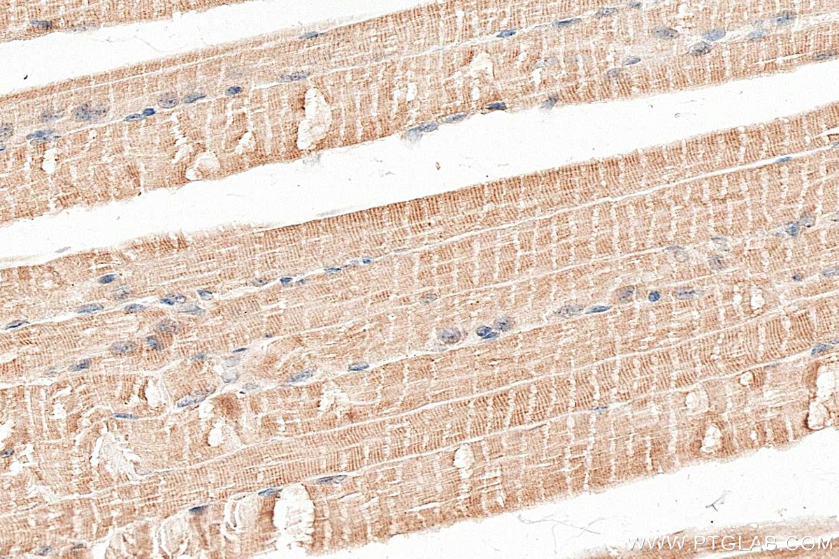 Immunohistochemistry (IHC) staining of mouse skeletal muscle tissue using NDUFS8 Polyclonal antibody (25172-1-AP)