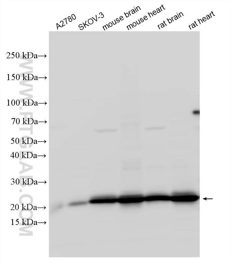 Western Blot (WB) analysis of various lysates using NDUFS8 Polyclonal antibody (25172-1-AP)