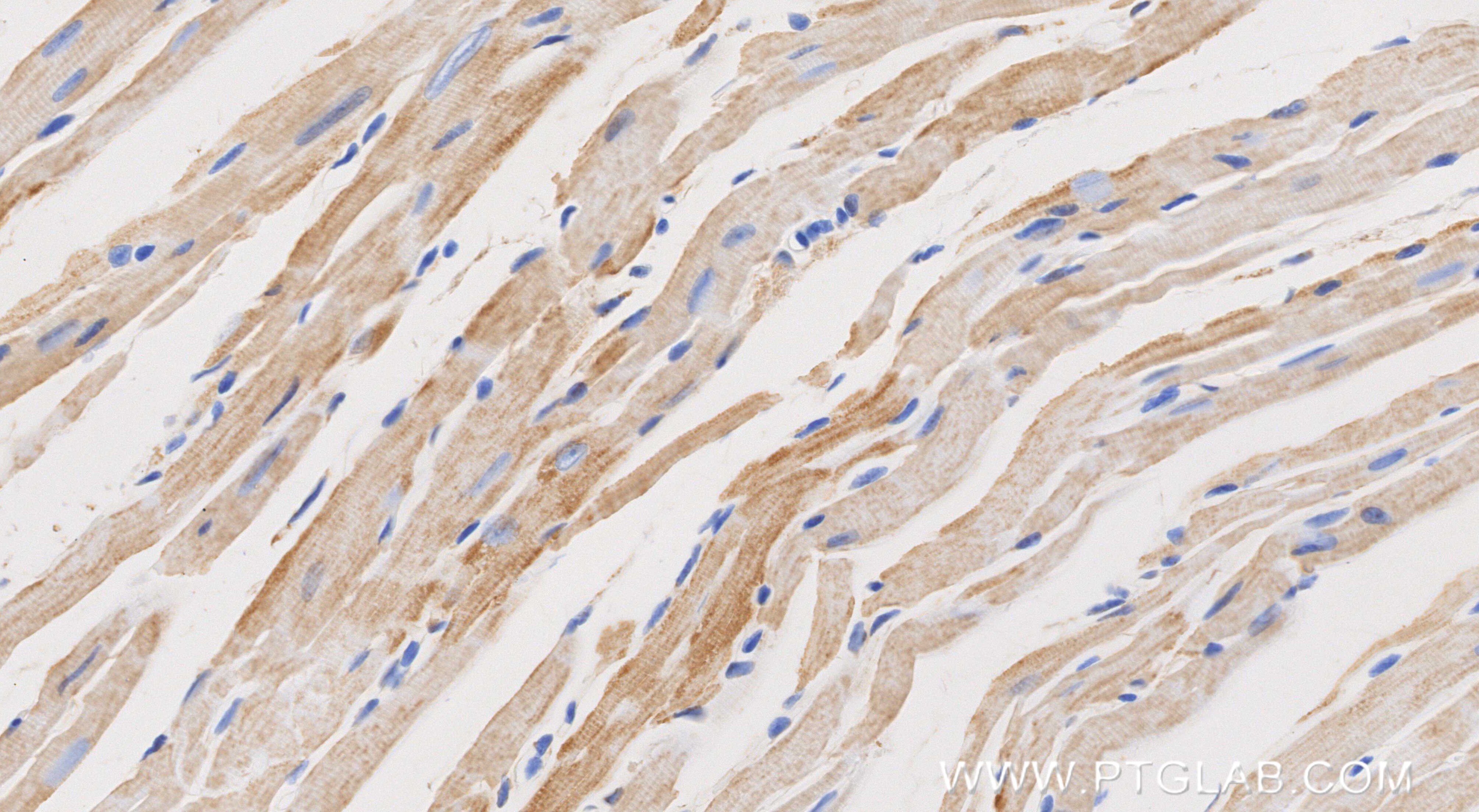 IHC staining of mouse heart using 87156-1-RR Immunohistochemistry (IHC) staining of mouse heart tissue using NDUFS8 Recombinant monoclonal antibody (87156-1-RR)