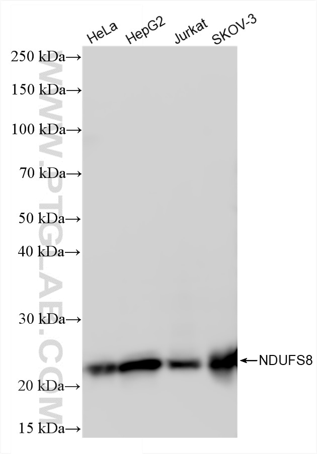 WB analysis using 87156-1-RR Western Blot (WB) analysis of various lysates using NDUFS8 Recombinant monoclonal antibody (87156-1-RR)