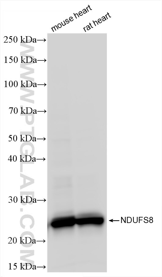 WB analysis using 87156-1-RR Western Blot (WB) analysis of various lysates using NDUFS8 Recombinant monoclonal antibody (87156-1-RR)