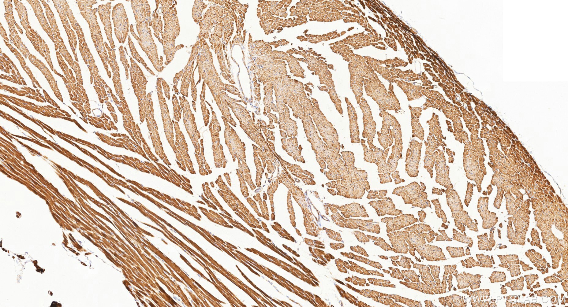 IHC staining of mouse heart using Biotin-87156 Immunohistochemistry (IHC) staining of mouse heart tissue using Biotin-conjugated NDUFS8 Recombinant monoclonal an (Biotin-87156)