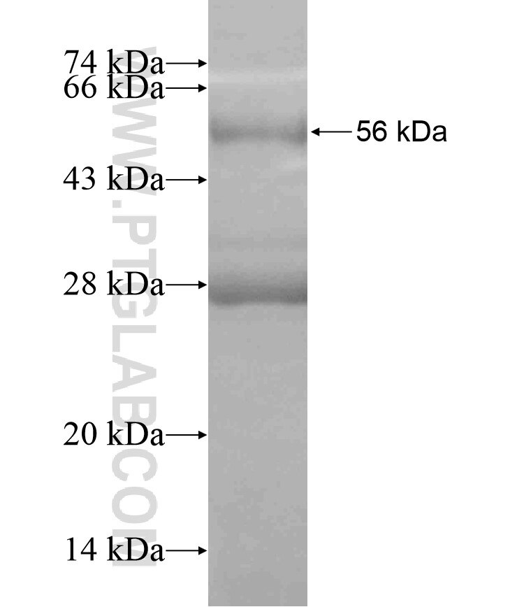 NDUFS8 fusion protein Ag18531 SDS-PAGE