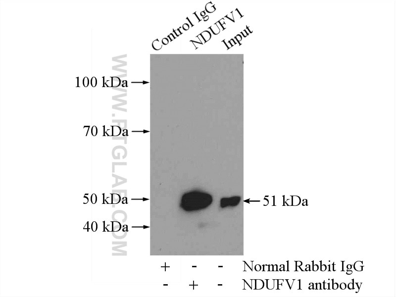 Immunoprecipitation (IP) experiment of A431 cells using NDUFV1 Polyclonal antibody (11238-1-AP)