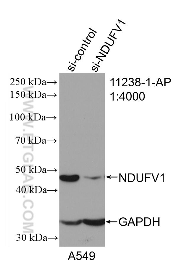 Western Blot (WB) analysis of A549 cells using NDUFV1 Polyclonal antibody (11238-1-AP)