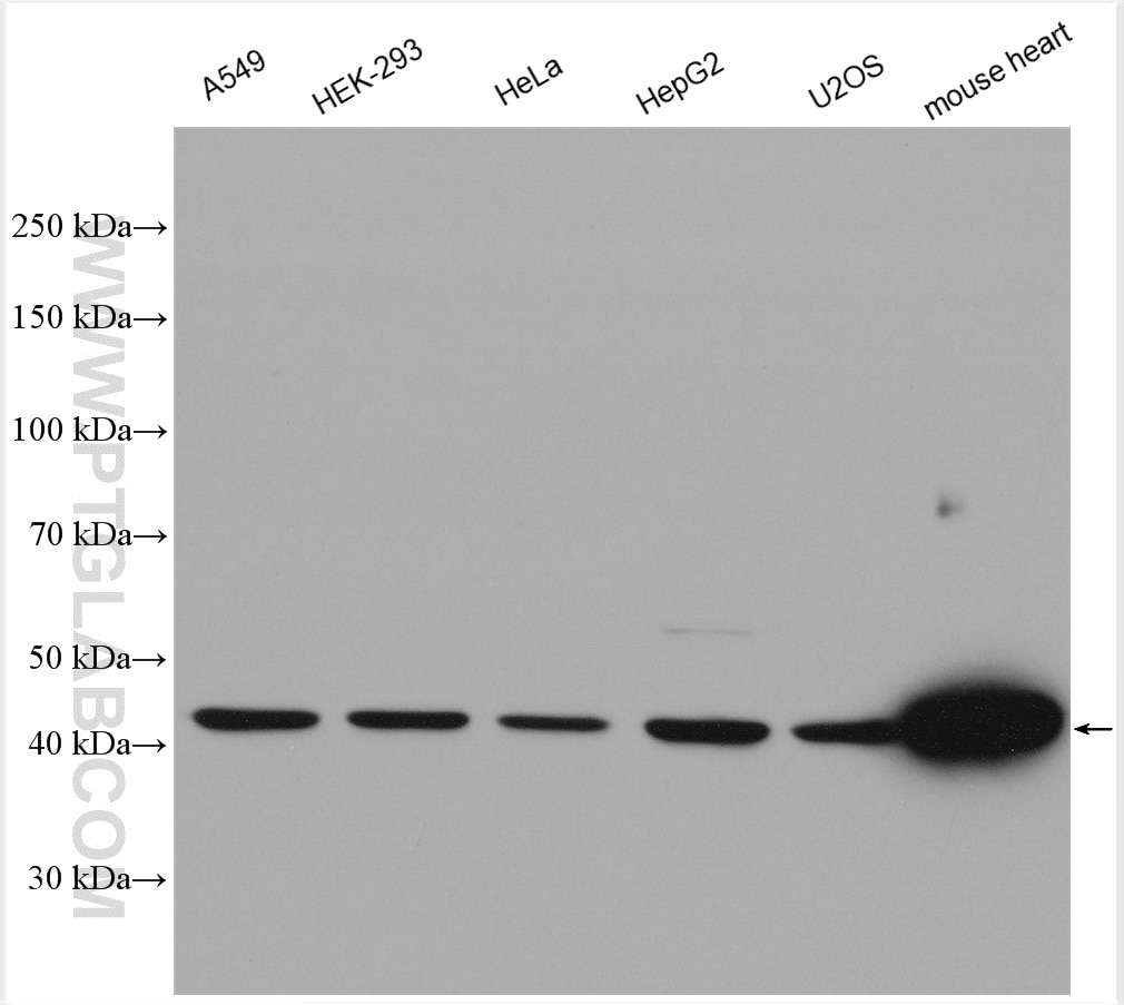Western Blot (WB) analysis of various lysates using NDUFV1 Polyclonal antibody (11238-1-AP)