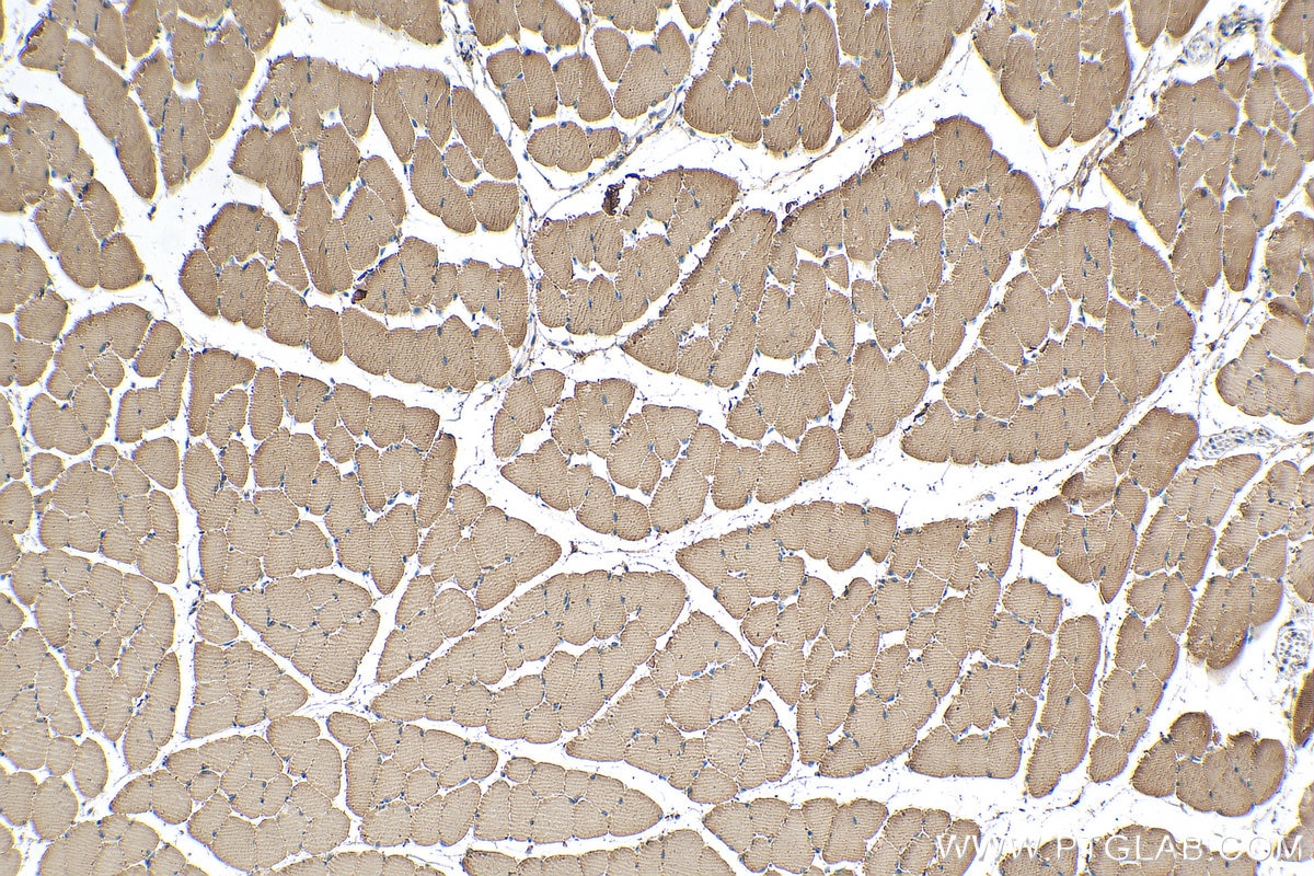 Immunohistochemistry (IHC) staining of mouse skeletal muscle tissue using NDUFV1 Monoclonal antibody (68144-1-Ig)