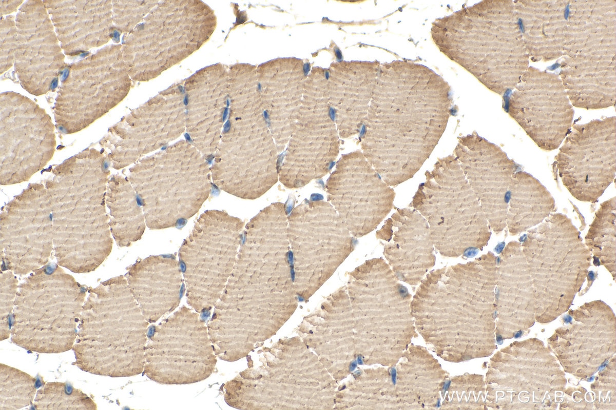 Immunohistochemistry (IHC) staining of mouse skeletal muscle tissue using NDUFV1 Monoclonal antibody (68144-1-Ig)