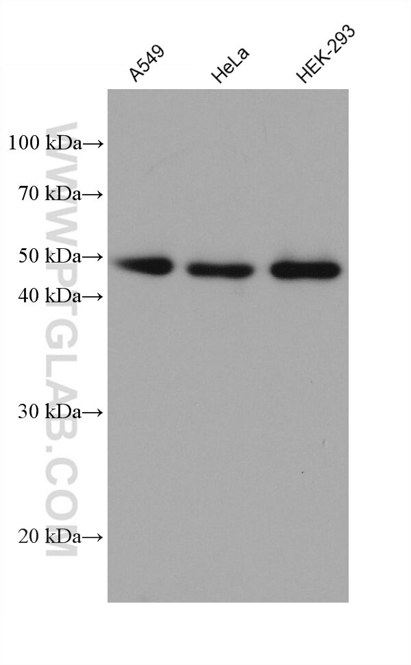 Western Blot (WB) analysis of various lysates using NDUFV1 Monoclonal antibody (68144-1-Ig)