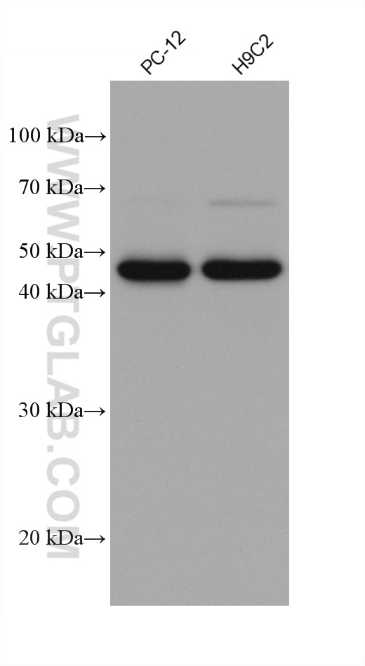 Western Blot (WB) analysis of various lysates using NDUFV1 Monoclonal antibody (68144-1-Ig)