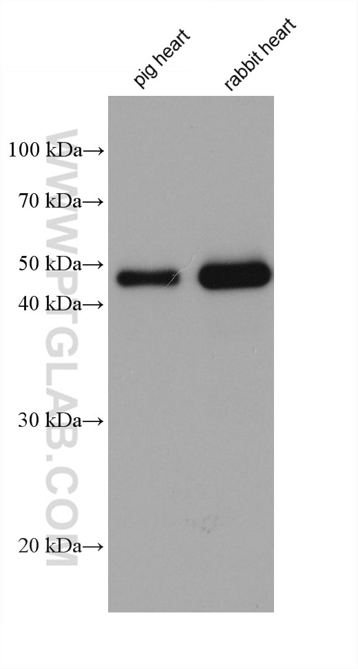 Western Blot (WB) analysis of various lysates using NDUFV1 Monoclonal antibody (68144-1-Ig)