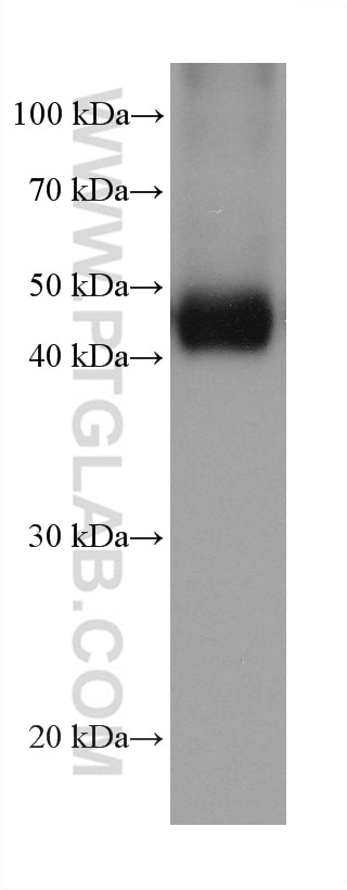 Western Blot (WB) analysis of 4T1 cells using NDUFV1 Monoclonal antibody (68144-1-Ig)