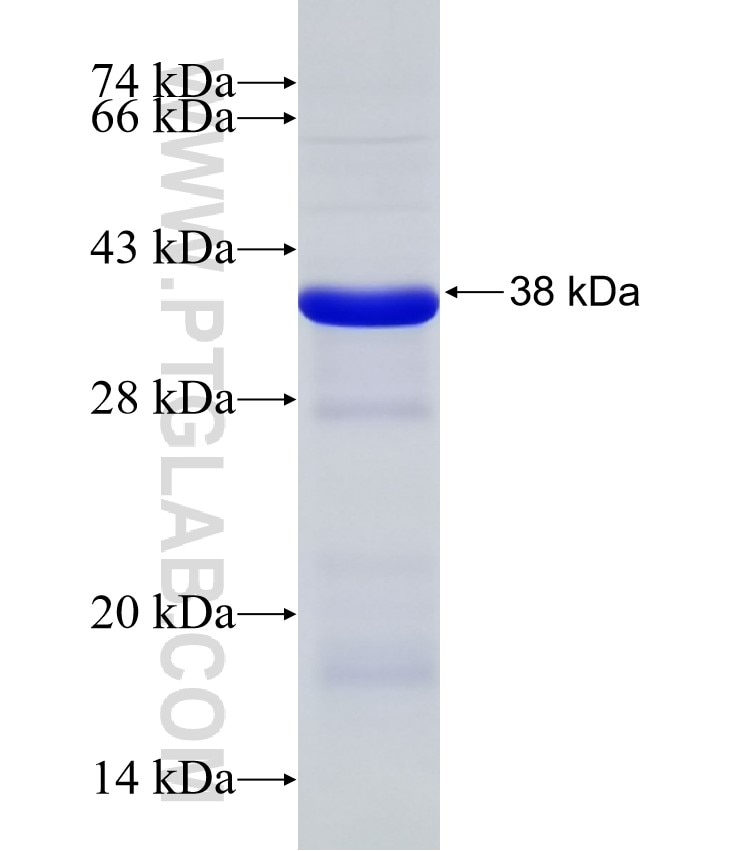 NDUFV1 fusion protein Ag32659 SDS-PAGE