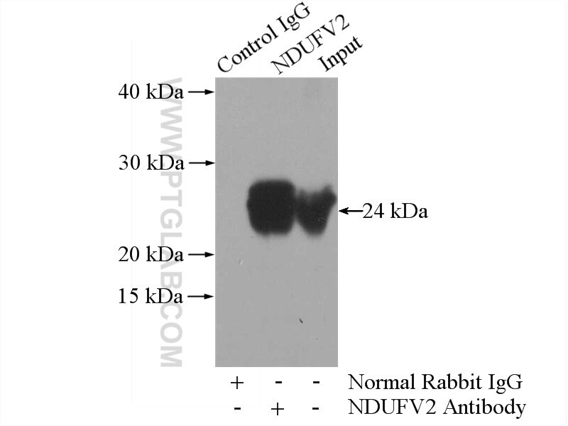Immunoprecipitation (IP) experiment of mouse heart tissue using NDUFV2 Polyclonal antibody (15301-1-AP)