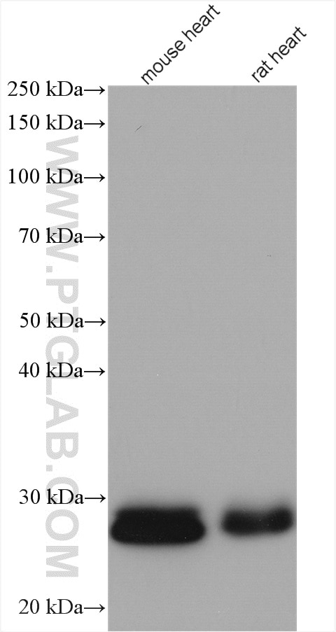 Western Blot (WB) analysis of various lysates using NDUFV2 Polyclonal antibody (15301-1-AP)