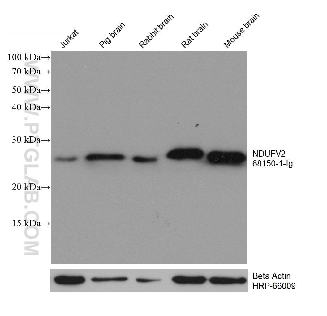Western Blot (WB) analysis of various lysates using NDUFV2 Monoclonal antibody (68150-1-Ig)