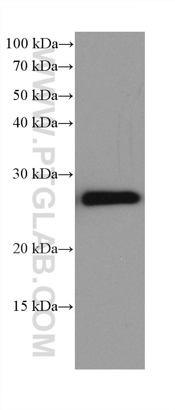 Western Blot (WB) analysis of chicken heart tissue using NDUFV2 Monoclonal antibody (68150-1-Ig)