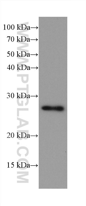 Western Blot (WB) analysis of HeLa cells using NDUFV2 Monoclonal antibody (68150-1-Ig)