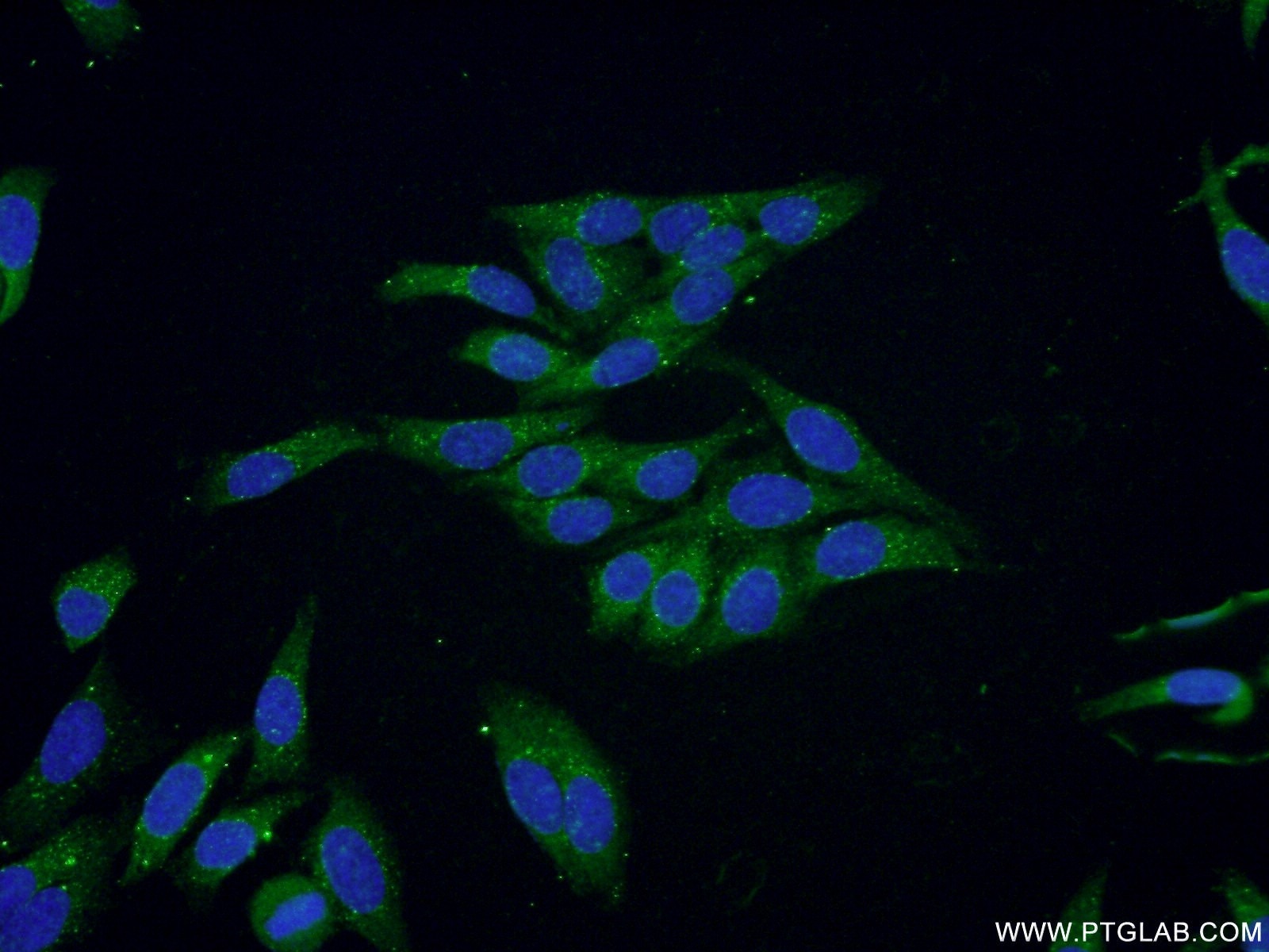 Immunofluorescence (IF) / fluorescent staining of HepG2 cells using NDUFV3 Polyclonal antibody (13430-1-AP)