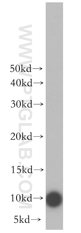 Western Blot (WB) analysis of HepG2 cells using NDUFV3 Polyclonal antibody (13430-1-AP)