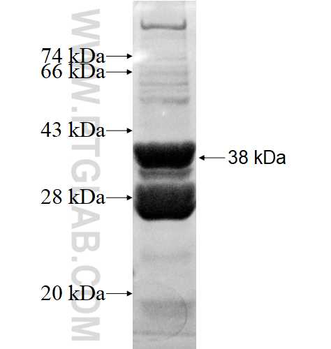 NDUFV3 fusion protein Ag4234 SDS-PAGE