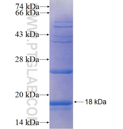 NDUFV3 fusion protein Ag5604 SDS-PAGE