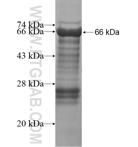 NEBL fusion protein Ag15882 SDS-PAGE