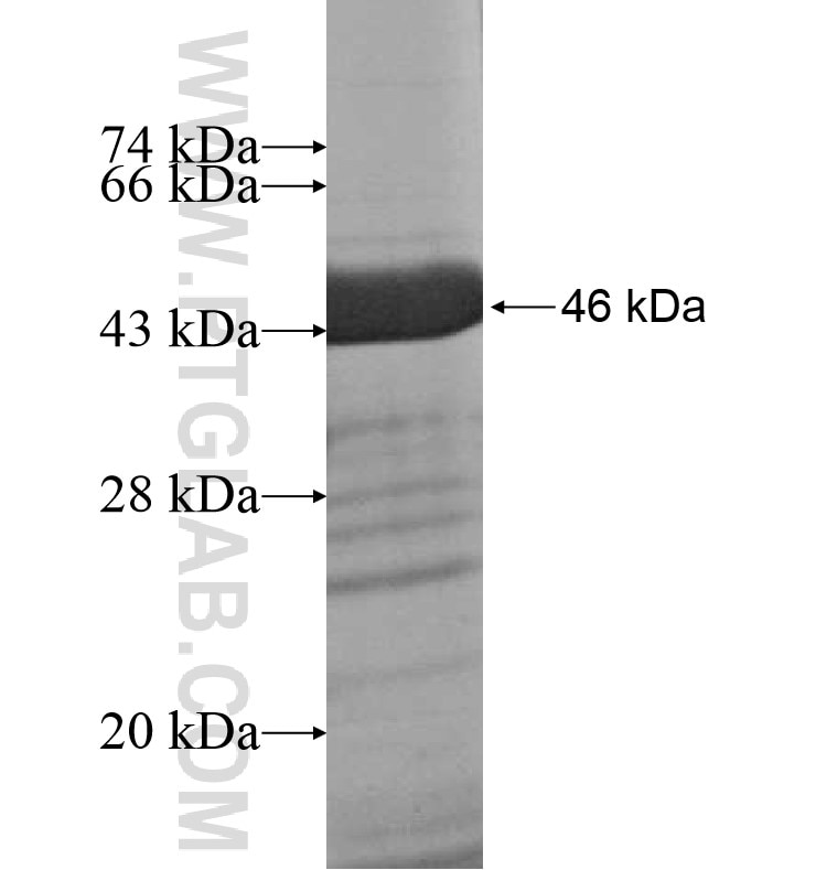 NEBL fusion protein Ag16574 SDS-PAGE