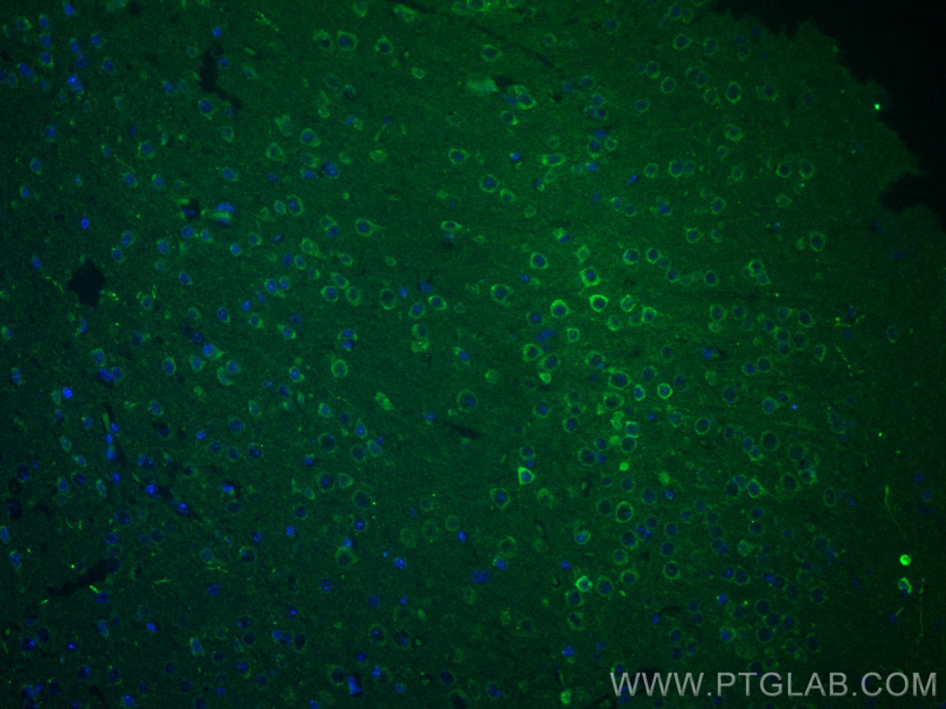 Immunofluorescence (IF) / fluorescent staining of mouse brain tissue using NECAB1 Polyclonal antibody (16477-1-AP)