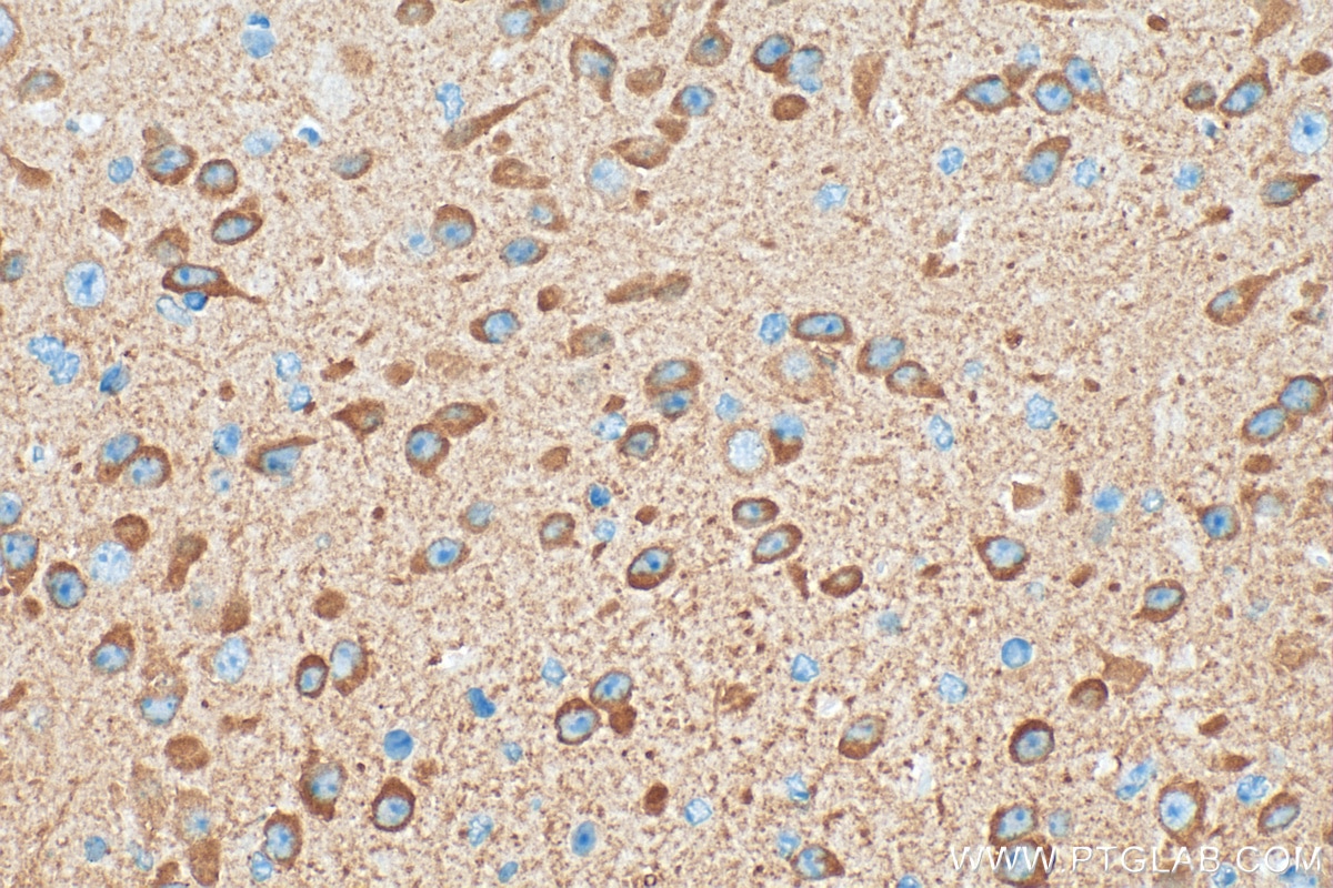 Immunohistochemistry (IHC) staining of mouse brain tissue using NECAB1 Polyclonal antibody (16477-1-AP)