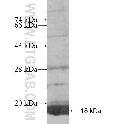 NECAB1 fusion protein Ag9591 SDS-PAGE