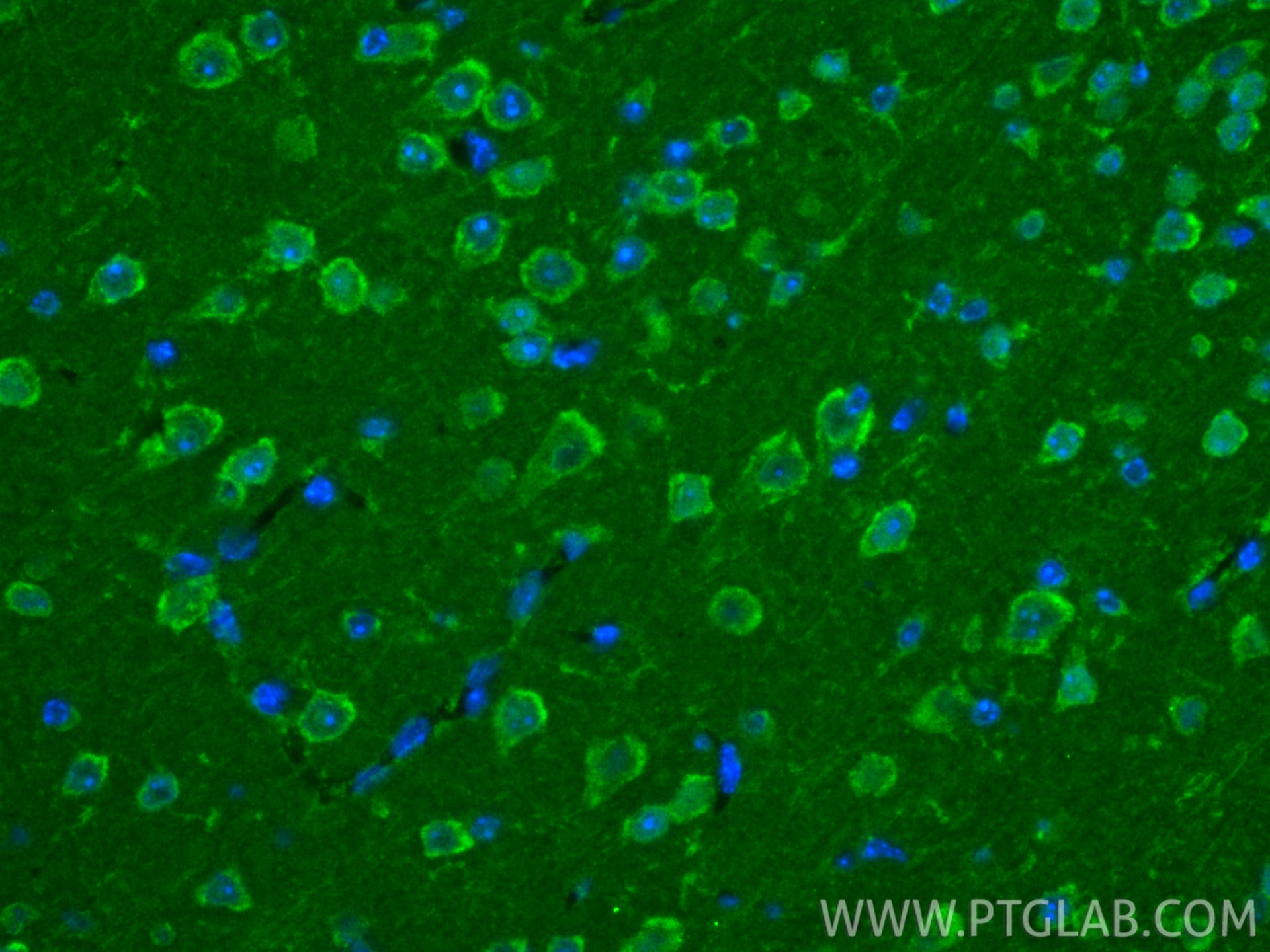 Immunofluorescence (IF) / fluorescent staining of mouse brain tissue using NECAB2 Polyclonal antibody (12257-1-AP)