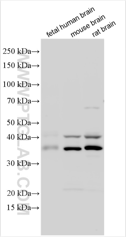 Western Blot (WB) analysis of various lysates using NECAB2 Polyclonal antibody (12257-1-AP)