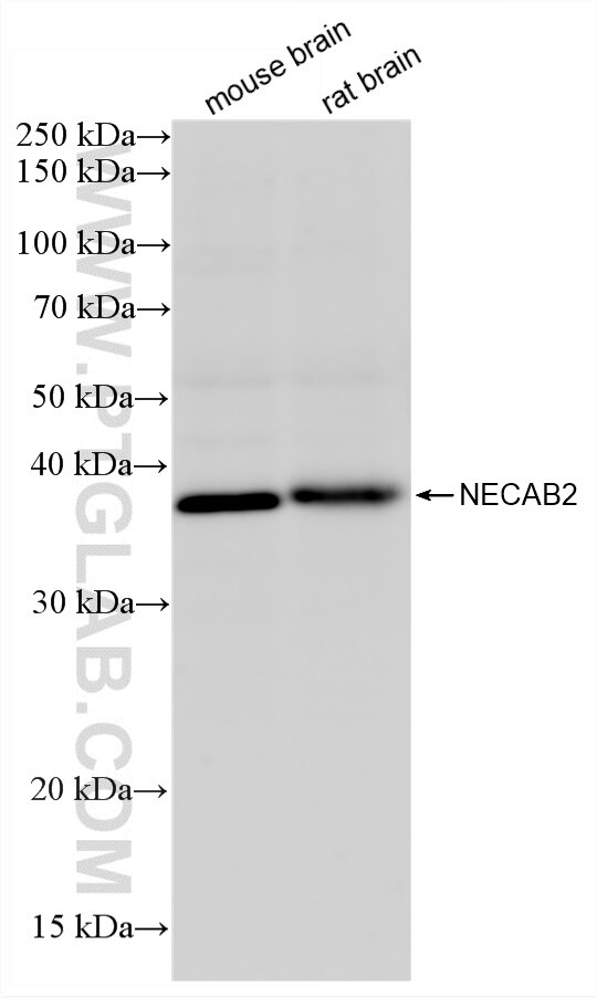 Western Blot (WB) analysis of various lysates using NECAB2 Recombinant monoclonal antibody (88290-1-RR)