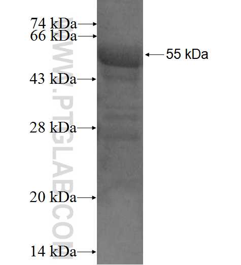 NECAB2 fusion protein Ag2909 SDS-PAGE