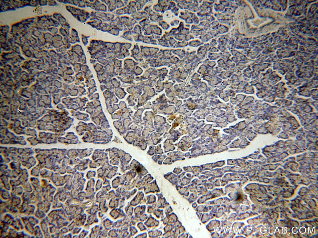 Immunohistochemistry (IHC) staining of human pancreas tissue using NECAB3 Polyclonal antibody (18940-1-AP)