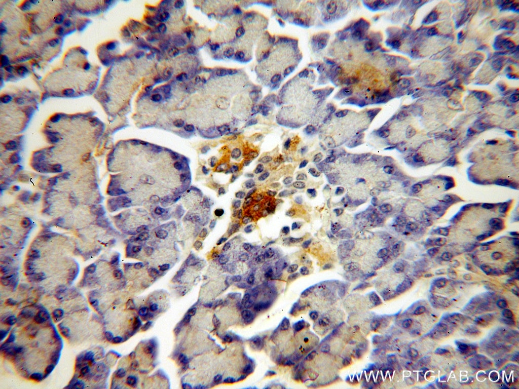 Immunohistochemistry (IHC) staining of human pancreas tissue using NECAB3 Polyclonal antibody (18940-1-AP)