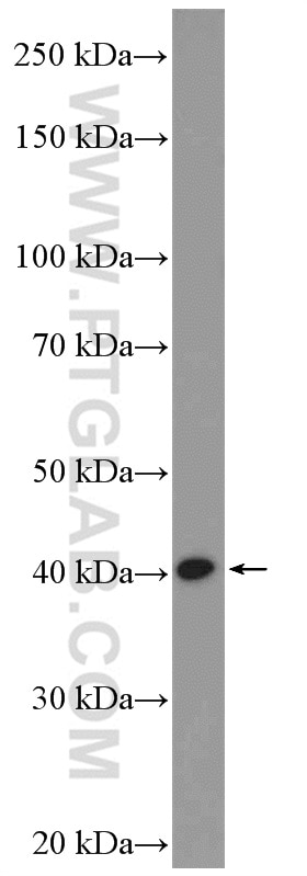 Western Blot (WB) analysis of rat brain tissue using NECAB3 Polyclonal antibody (18940-1-AP)