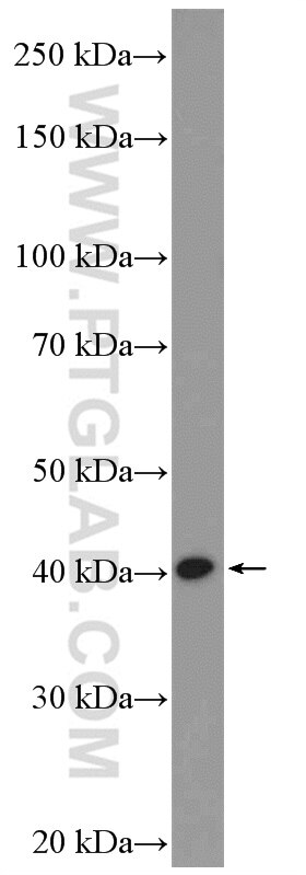 Western Blot (WB) analysis of rat brain tissue using NECAB3 Polyclonal antibody (18940-1-AP)